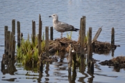 Østensjøvannet 8 april 2017 - Gråmåke