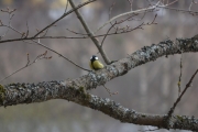 Østensjøvannet 8 april 2017 - Kjøttmeis