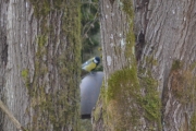 Østensjøvannet 8 april 2017 - Liten fugl i treet