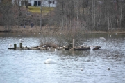 Østensjøvannet 8 april 2017 - Motiv
