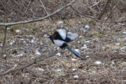 Østensjøvannet 8 april 2017 - Skjæra