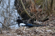 Østensjøvannet 8 april 2017 - Skjæra