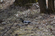 Østensjøvannet 8 april 2017 - Skjæra