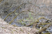 Østensjøvannet 8 april 2017 - Våtmark