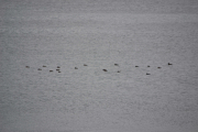 Nakholmen - Fugler i massevis på sjøen