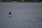 Nakholmen - To fugler i et bilde, Storskarven og en annen som svømmer i sjøen. Men jeg må si til meg selv nå at vi er ikke på fugletur