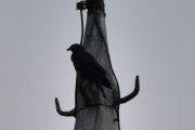 Det kom og satt seg en fugl i kirketårnet og det er nok en Kråke