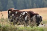 Nå har ikke jeg tatt bilder av Boergeiter før, men denne har da helt andre farger