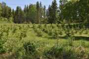 Nyplanta granskog, hvor fort vokser dem? Kanskje dem blir juletrær, når den tid kommer