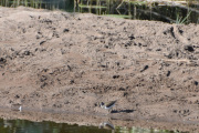 Men her får jeg øye på noe, dette er en Strandsnipe