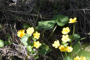 Flere smørblomster, jeg blir nok ingen biolog