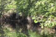 Hvordan ser et hi til en bever ut, skal jeg ikke finne felte trær?
