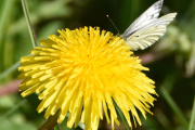 Her slår vi to fluer i en smekk, her har vi en løvetannblomst sammen med en sommerfugl