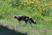 Her dukker det opp en katt igjen, da har vi sett to på turen hittil