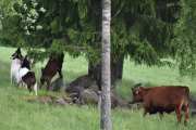 Så en Østlandsk rødkolle og en Boergeit kan beite sammen