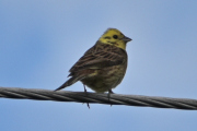 Gulspurven er en skjønnhet blant de norske spurvefuglene, det er jeg enig i