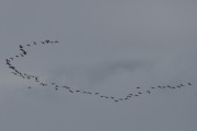 DSC_0056_01