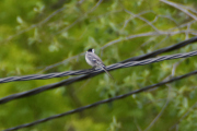 DSC_0086_01
