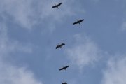 Jeg har tatt bilde av både Trane og Gråhegre i luften, den tydeligste forskjellen på en trane og hegre, er hegrenes inntrukne hals under flukt
