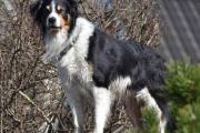 Det neste vi ser er en hund som bjeffet fælt, kan det være en Drentsche patrijshond?