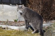 Men det er mange katter i Våler, det er helt sikkert