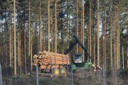 Trefelling langs E6, dette var spinkle trær, sikker hurtigvoksende
