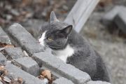 Det er lørdagsmorgen og det er bare jeg og katten som er oppe. Jeg har tenkt å gå meg en liten tur