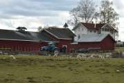 Men nå snakker vi, traktor og sauer i sikte