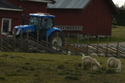 Da blir spørsmålet, hvilken traktor og hva slags Sau?