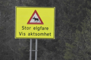 Oi, vi nærmer oss Elverum, der er det Elg har jeg hørt