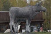 Men nå snakker vi, endelig Elg i Elverum, to stykker til og med