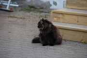 Neste morgen hadde jeg behov for å stå tidlig opp, selvfølgelig slapp jeg inn katten