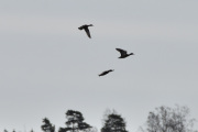 Akkurat som fly, noen tar av. Jeg tror det er svaner