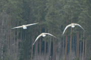 Flere fugler som tar av, men jeg har ikke tid til å følge dem nå, vi må videre