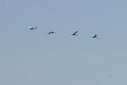 Nå går det så sakte at jeg rekker å ta bilder av noen svaner som flyr over oss