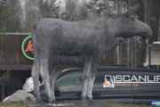 Ved rundkjøringen ved riksvei 3 i Elverum, står det en elgku og en kalv. Disse ble avduket 1 juni 2018 i samarbeid med Norsk Elgsenter, Scandic Elgstua og Elverum kommune