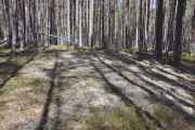 Når du er i Våler i Solør så er skog - skog. Men jeg er ganske sikker på at dette må være Solvangskogen