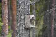 Det var faktisk noen som satte opp en fuglekasse her inne i skogen, men det må være for 50 år siden