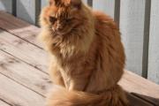 Denne katten heter Pondus og vet at den må vente på resultatet. Men nå må vi videre, etter at maten er spist