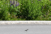 Ikke det at det er så mye trafikk her, vi er nede ved en parkeringsplass. Men tar jeg ikke feil så er dette en Strandsnipe