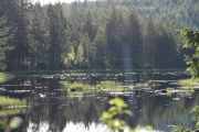 Det som forundrer meg litt er alle disse stubbene midt i elven, har noe skjedd her de siste årene?