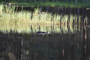 Her ble jeg lurt, trodde det var en Bever
