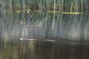 Enten er det en Huggorm eller Buorm, disse kan svømme