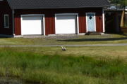 Må være to gåser, eller hva tror dere?