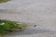Her kommer ertekroken igjen, hvor er det Linerla ikke er?