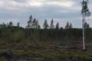 Så er det bare skogen en strekning, men det er på slike steder Elgen kan stå
