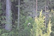Jeg skylder på kveldssolen hvis jeg for lov til det