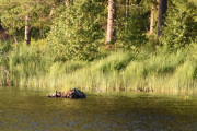 Men den skal lande på steinen langt der borte