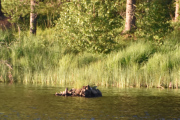 Blir for langt borte, men jeg gjetter faktisk en Strandsnipe