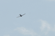 Morten 14 august 2019 - Småfly i full fart over taket, i samme minutt som jeg tok bilde av Safirflyet kom denne rett over hustaket. Det er mulig at det er en Piper med hjulene oppe